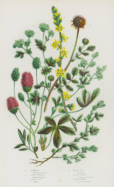 Piante da fiore della Gran Bretagna: Agrimonia, Mantello della signora, Mantello della signora alpino, Mantello della signora dei campi, Pimpinella maggiore, Pimpinella insalata da English School