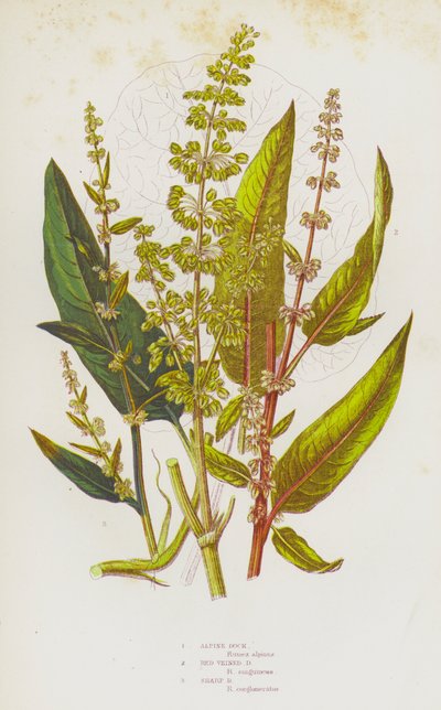 Piante da fiore della Gran Bretagna: Romice alpino, Romice a nervature rosse, Romice appuntito da English School
