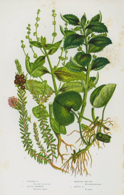 Piante da fiore della Gran Bretagna: Asarabacca, Camemoro nero, Mercuriale perenne, Mercuriale annuale da English School
