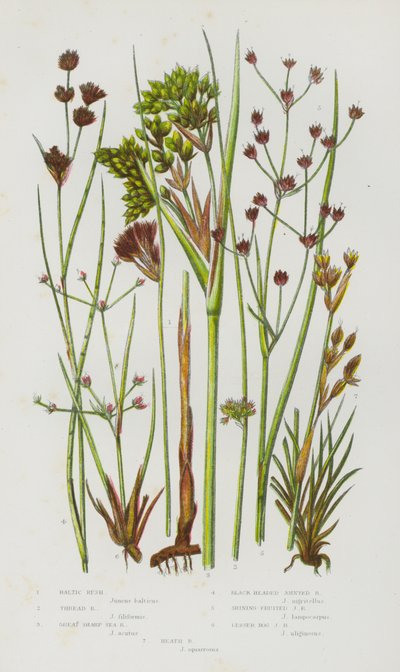Piante da fiore della Gran Bretagna: Giunco baltico, Giunco filiforme, Giunco marittimo, Giunco nero, Giunco lucido, Giunco minore, Giunco delle brughiere da English School
