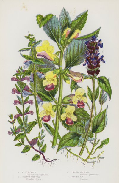 Piante da fiore della Gran Bretagna: Melittis melissophyllum, Prunella vulgaris, Scutellaria galericulata, Scutellaria minore da English School