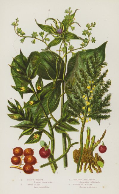 Piante da fiore della Gran Bretagna: Black Briony, Herb Paris, Common Asparagus, Butchers Broom da English School