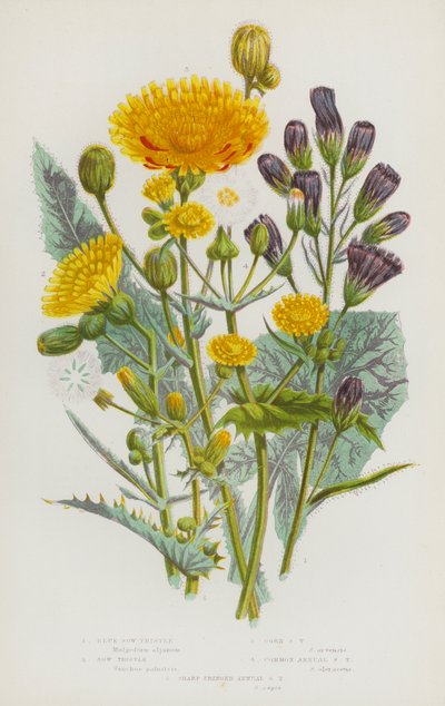 Piante da fiore della Gran Bretagna: Cicoria azzurra, Cicoria, Cicoria di campo, Cicoria comune annuale, Cicoria a frange affilate annuale da English School