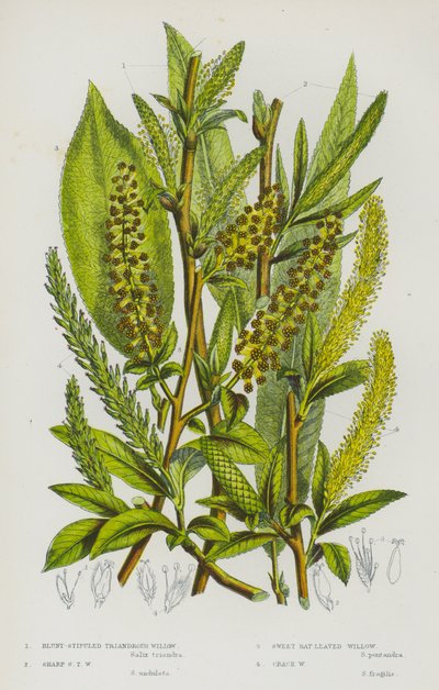 Piante Fiorite della Gran Bretagna: Salice Triandro a Stipole Smussate, Salice Triandro a Stipole Acute, Salice a Foglie di Alloro, Salice Fragile da English School