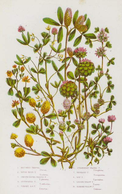 Piante Fiorite della Gran Bretagna: Trifoglio di Boccone, Trifoglio Rigidamente Ruvido, Trifoglio a Testa Liscia, Trifoglio Soffocato, Trifoglio a Testa Erettamente Rotonda, Trifoglio a Testa di Fragola, Trifoglio Inverso, Trifoglio di Luppolo, Trifoglio G da English School