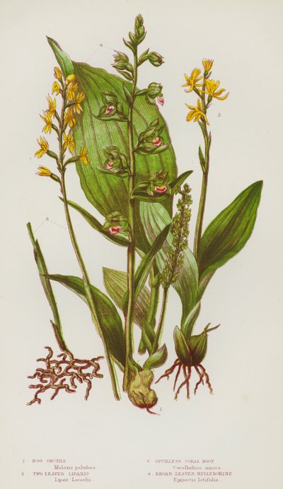 Piante da fiore della Gran Bretagna: Hammarbya paludosa, Liparis loeselii, Corallorhiza trifida, Epipactis helleborine da English School