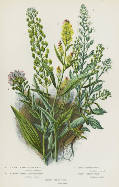 Piante Fiorite della Gran Bretagna: Pepe di Campo a Foglie Larghe, Pepe di Campo a Foglie Strette, Pepe di Campo, Pepe di Campo Peloso, Caramella Amara da English School