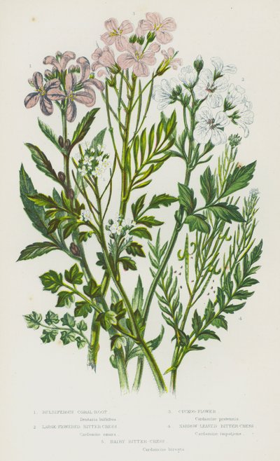 Piante da fiore della Gran Bretagna: Corallo bulbifero, Cardamine a fiori grandi, Cardamine pratense, Cardamine a foglie strette, Cardamine irsuta da English School