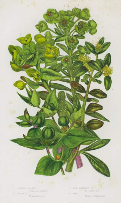 Piante da fiore della Gran Bretagna: Euphorbia lathyris, Euphorbia amygdaloides, Euphorbia characias, Buxus sempervirens da English School