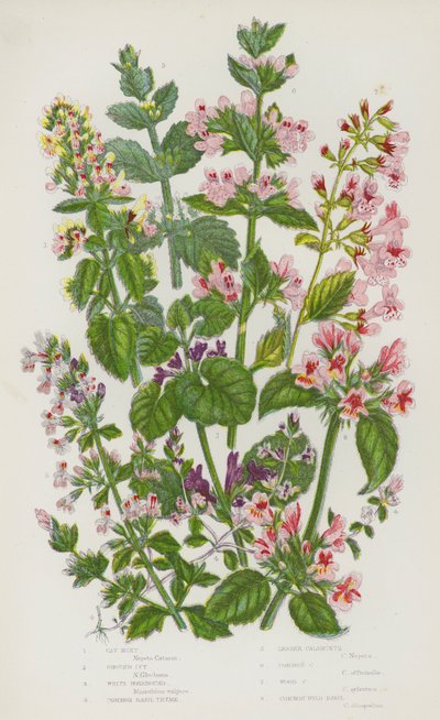 Piante da fiore della Gran Bretagna: Menta dei gatti, Edera terrestre, Marrubio bianco, Timo basilico comune, Calaminta minore, Calaminta comune, Calaminta dei boschi, Basilico selvatico comune da English School