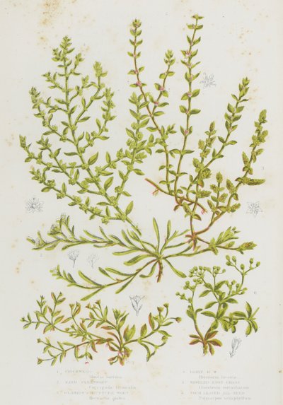 Piante da fiore della Gran Bretagna: Chickweed, Sand Strapwort, Glabrous Rupture Wort, Hairy Rupture Wort, Whorled Knot Grass, Four Leaved All Seed da English School