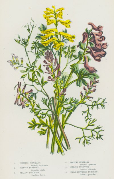 Piante da fiore della Gran Bretagna: Corydalis rampicante, Fumaria bulbosa, Fumaria gialla, Fumaria rampicante, Fumaria comune, Fumaria a piccoli fiori da English School