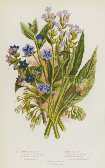 Piante fiorite della Gran Bretagna: Alkanet comune, Alkanet sempreverde, Bugloss piccolo, Consolida maggiore, Consolida tuberosa (litografia a colori) da English School