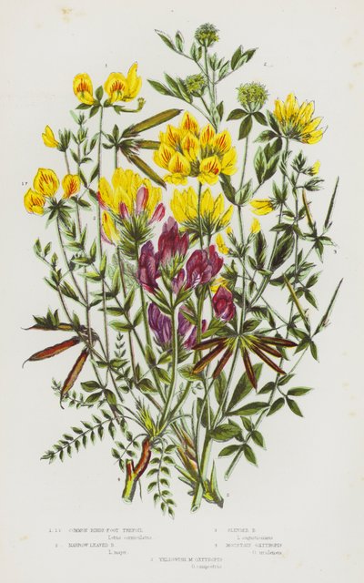 Piante da fiore della Gran Bretagna: Ginestrino comune, Ginestrino a foglie strette, Ginestrino esile, Oxytropis montana, Oxytropis giallastra da English School