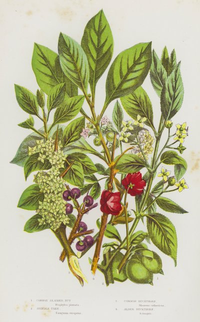 Piante da fiore della Gran Bretagna: Nocciolo comune, Albero del fuso, Spino cervino comune, Spino cervino nero da English School