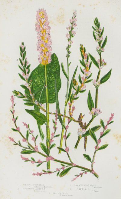 Piante Fiorite della Gran Bretagna: Grano Saraceno Comune, Grano Saraceno Alpino Viviparo, Erba di Nodo Comune, Erba di Nodo Raggiata, Erba di Nodo Litoranea da English School