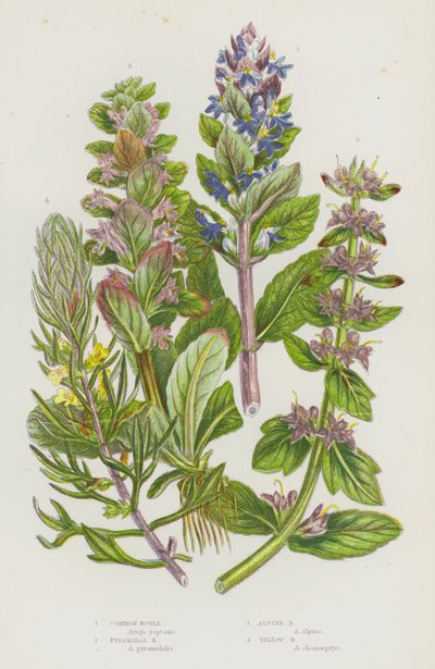 Piante da fiore della Gran Bretagna: Bugola comune, Bugola piramidale, Bugola alpina, Bugola gialla da English School