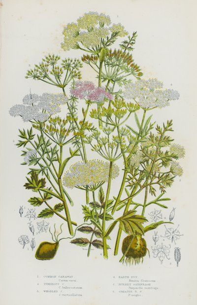Piante da fiore della Gran Bretagna: Carvi comune, Carvi tuberoso, Carvi verticillato, Noce di terra, Sassifraga maggiore, Sassifraga maggiore da English School