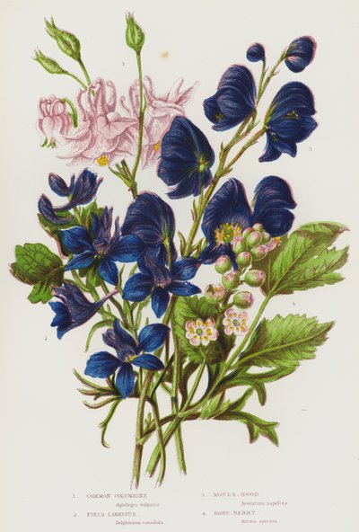 Piante da fiore della Gran Bretagna: Aquilegia comune, Speronella dei campi, Aconito, Actaea da English School