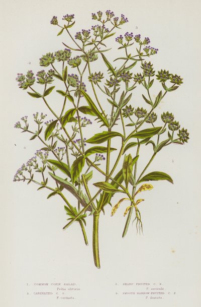 Piante da fiore della Gran Bretagna: Valerianella comune, Valerianella carinata, Valerianella a frutto acuto, Valerianella a frutto liscio da English School