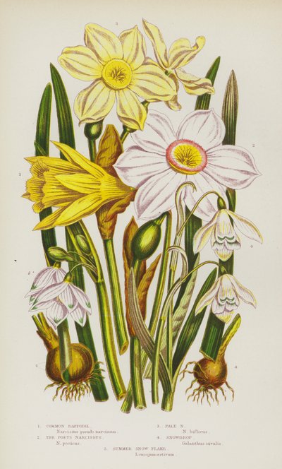 Piante Fiorite della Gran Bretagna: Narciso Comune, Narciso del Poeta, Narciso Pallido, Bucaneve, Fiocco di Neve Estivo da English School