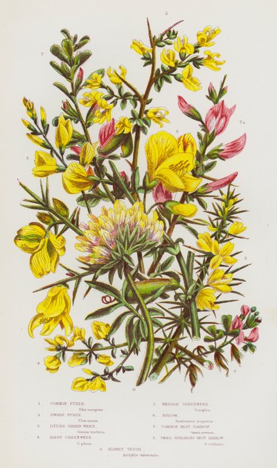 Piante da fiore della Gran Bretagna: Ginestra comune, Ginestra nana, Ginestra dei tintori, Ginestra pelosa, Ginestra ad ago, Ginestra, Ononide comune, Ononide piccola diffusa, Vetturina da English School