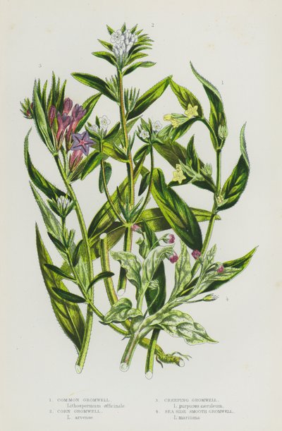 Piante fiorite della Gran Bretagna: Gromwell comune, Gromwell di mais, Gromwell strisciante, Gromwell liscio di mare (litografia a colori) da English School