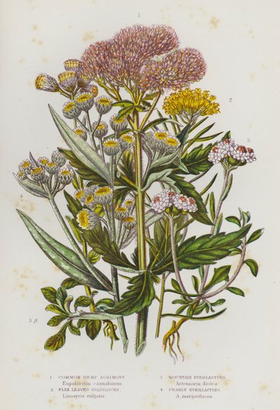 Piante fiorite della Gran Bretagna: Agrimonia comune, Goldilocks a foglia di lino, Everlasting di montagna, Everlasting perlato (litografia a colori) da English School