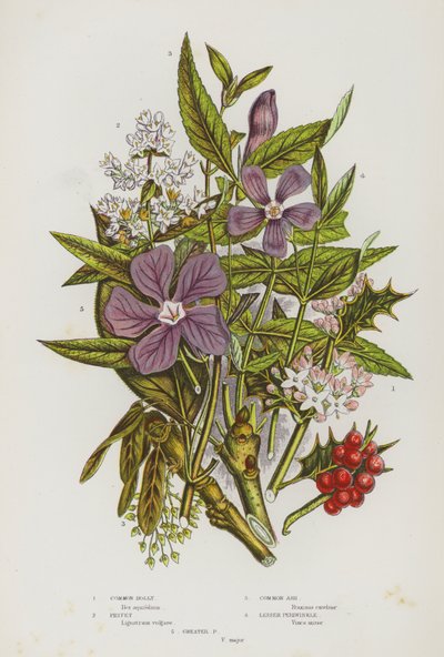 Piante fiorite della Gran Bretagna: Agrifoglio comune, Ligustro, Frassino comune, Pervinca minore, Pervinca maggiore (litografia a colori) da English School