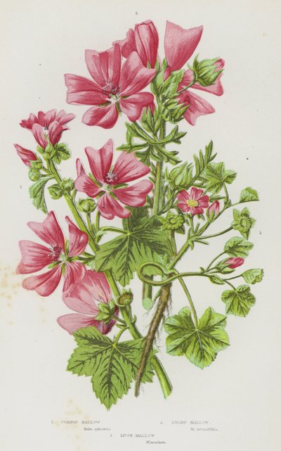 Piante da fiore della Gran Bretagna: Malva comune, Malva nana, Malva muschiata da English School