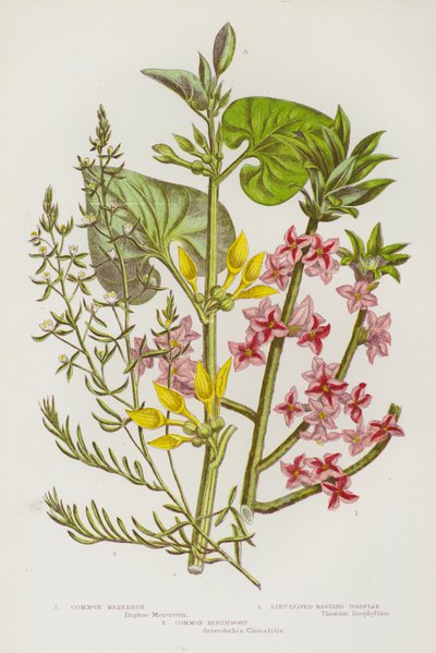 Piante da fiore della Gran Bretagna: Mezereo comune, Thesium linophyllon, Aristolochia clematitis da English School
