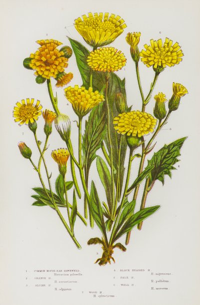 Piante da fiore della Gran Bretagna: Pilosella comune, Pilosella arancione, Pilosella alpina, Pilosella a testa nera, Pilosella pallida, Pilosella dei muri, Pilosella dei boschi da English School