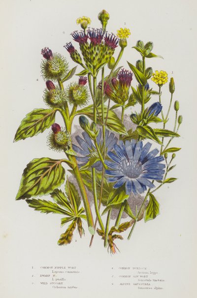 Piante da fiore della Gran Bretagna: Lattuga comune, Lattuga nana, Cicoria selvatica, Bardana comune, Lattuga seghettata comune, Saussurea alpina da English School