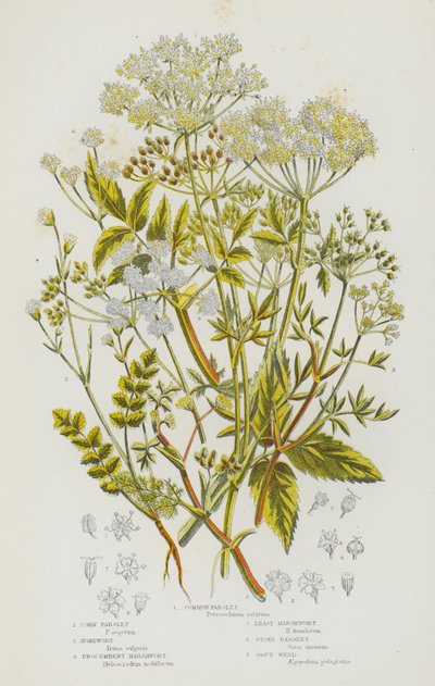 Piante da fiore della Gran Bretagna: Prezzemolo comune, Prezzemolo di campo, Prezzemolo di palude, Prezzemolo di pietra, Erba di San Pietro da English School