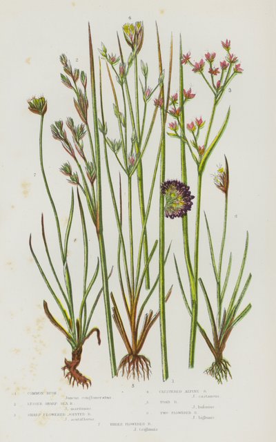 Piante da fiore della Gran Bretagna: Giunco comune, Giunco marino minore, Giunco fiorito appuntito, Giunco alpino raggruppato, Giunco rospo, Giunco a due fiori, Giunco a tre fiori da English School