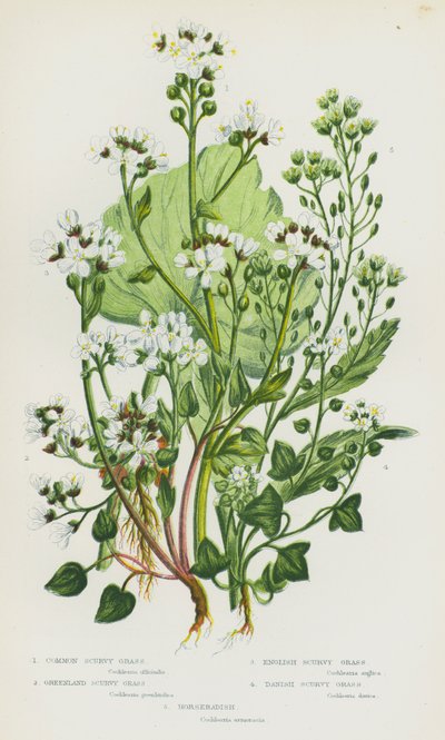 Piante da fiore della Gran Bretagna: Erba scorbuto comune, Erba scorbuto della Groenlandia, Erba scorbuto inglese, Erba scorbuto danese, Rafano da English School