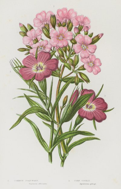 Piante Fiorite della Gran Bretagna: Saponaria Comune, Agrostemma da English School