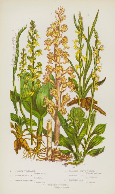 Piante da fiore della Gran Bretagna: Neottia comune, Neottia a foglie cuoriformi, Nido d