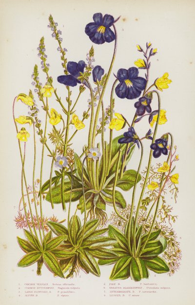 Piante da fiore della Gran Bretagna: Verbena comune, Pinguicola comune, Pinguicola a fiori grandi, Pinguicola alpina, Pinguicola pallida, Utricularia maggiore, Utricularia intermedia, Utricularia minore (litografia a colori) da English School