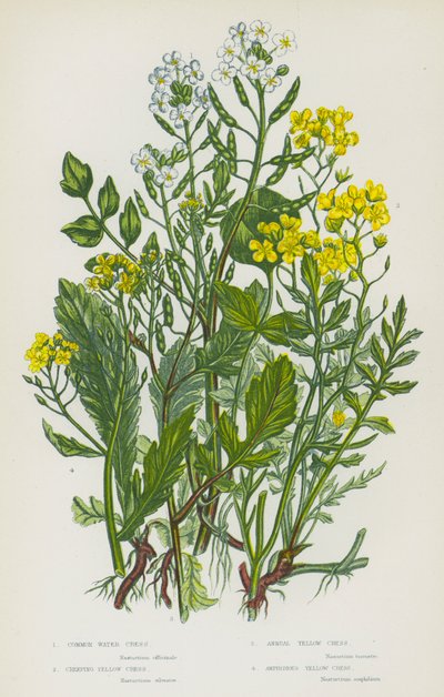Piante da fiore della Gran Bretagna: Crescione comune, Crescione giallo strisciante, Crescione giallo annuale, Crescione giallo anfibio da English School