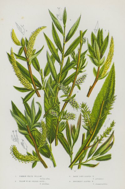Piante Fiorite della Gran Bretagna: Salice Bianco Comune, Salice Giallo o Vimineto Dorato, Salice a Foglie Lunghe Scure, Salice a Foglie di Rosmarino da English School