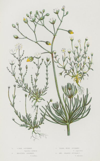 Piante da fiore della Gran Bretagna: Speronella dei campi, Speronella annodata, Speronella perlacea, Speronella a forma di punteruolo da English School