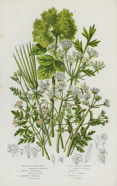 Piante da fiore della Gran Bretagna: Semi di vescica della Cornovaglia, Alessandria comune, Ago del pastore, Prezzemolo selvatico, Prezzemolo da giardino, Prezzemolo comune (litografia a colori) da English School
