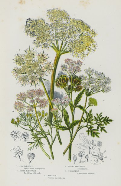 Piante fiorite della Gran Bretagna: Pastinaca selvatica, Piccolo Hart-Wort, Grande Hart-Wort, Coriandolo, Cicuta (litografia a colori) da English School