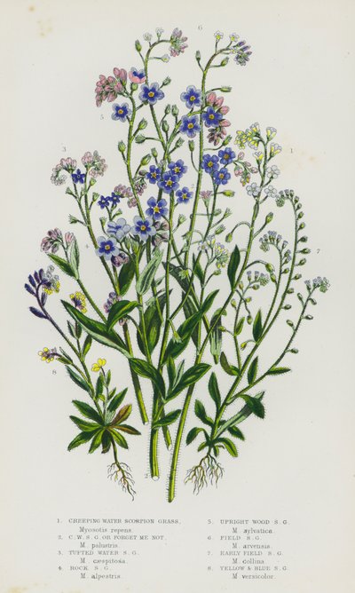 Piante da fiore della Gran Bretagna: Erba scorpione d