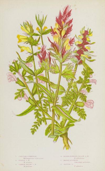 Piante Fiorite della Gran Bretagna: Grano Crestato, Grano Viola, Grano Giallo Comune, Grano Giallo a Fiore Piccolo, Pedicolare di Palude, Pedicolare di Pascolo da English School