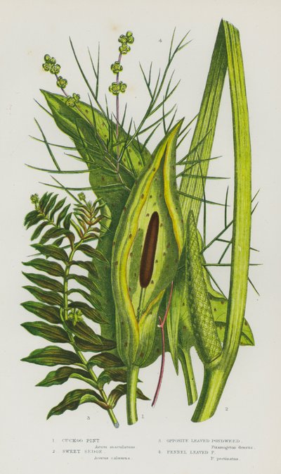 Piante da fiore della Gran Bretagna: Arum maculatum, Acorus calamus, Potamogeton perfoliatus, Potamogeton pectinatus da English School