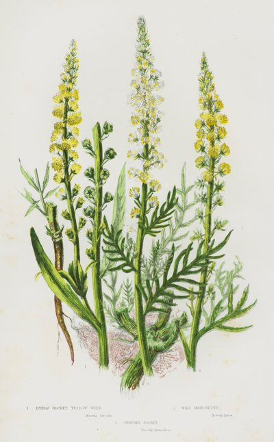 Piante Fiorite della Gran Bretagna: Reseda Luteola, Reseda Selvatico, Reseda Arbustivo da English School