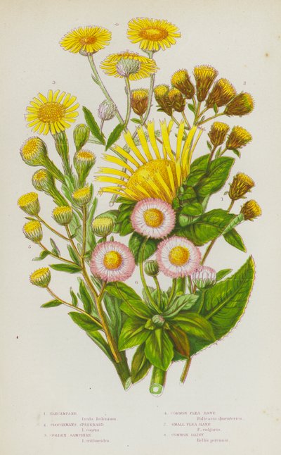 Piante Fiorite della Gran Bretagna: Enula Campana, Spikenard del Contadino, Samphire Dorato, Pulicaria Comune, Pulicaria Piccola, Margherita Comune da English School