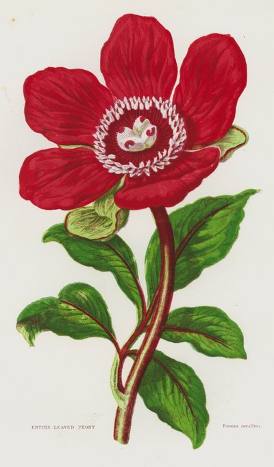 Piante Fiorite della Gran Bretagna: Peonia a Foglie Intere da English School